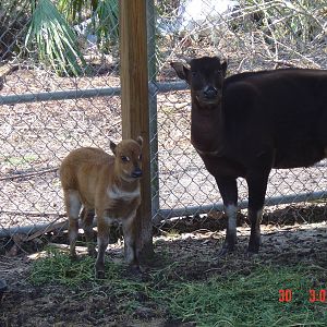 Peace River Refuge- Arcadia- 2004