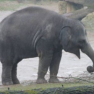 Young Asian elephant