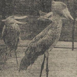 Shoebills