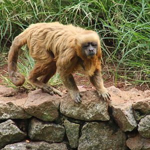Macaco Prego Dourado- Cebus flavius