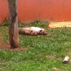 Cachorro do Mato Vinagre