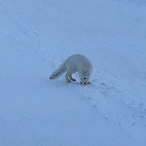 Arctic Fox - Alaska