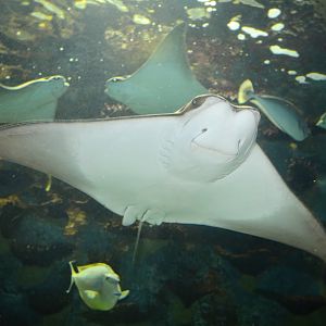 Jan. 2016 - Coral Reef - Cownose Rays