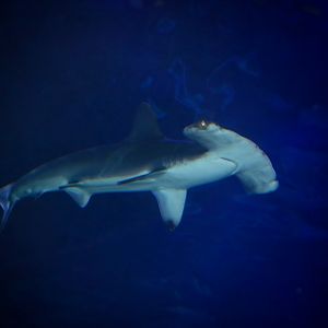 Jan. 2016 - Surrounded by Sharks - Yellow - Scalloped Hammerhead Shark