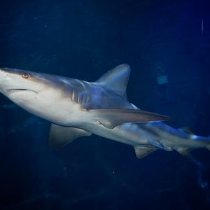 Jan. 2016 - Surrounded by Sharks - Greg - Sandbar