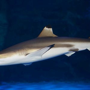 Jan. 2016 - Surrounded by Sharks - Blacktip