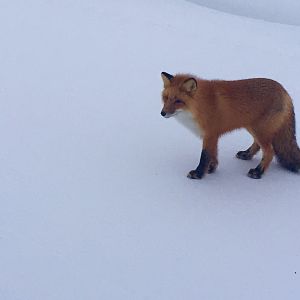 Red Fox - Alaska