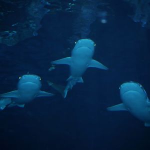 Jan. 2016 - Surrounded by Sharks - Blacktips