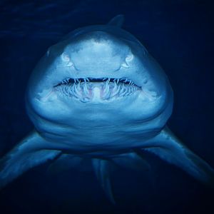 Jan. 2016 - Surrounded by Sharks - Sand Tiger