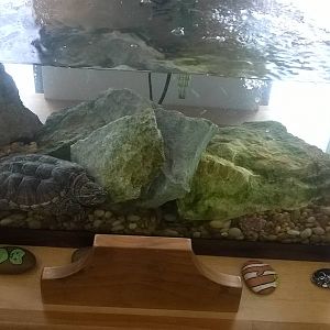 Turtle Aquarium