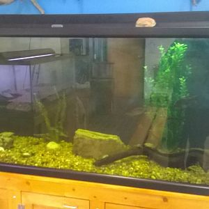 Aquarium - Bass & Perch