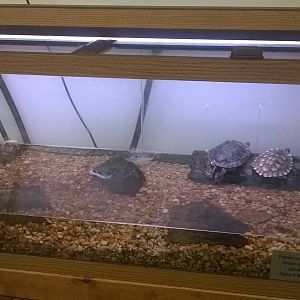 Painted Turtles and False Map Turtles