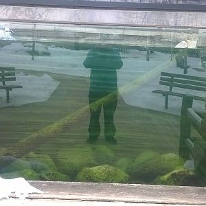 North American River Otter Pool