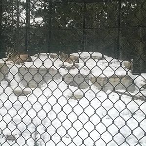 Grey Wolf Exhibit