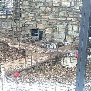 Grey Fox Exhibit