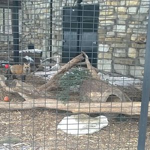 Red Fox Exhibit