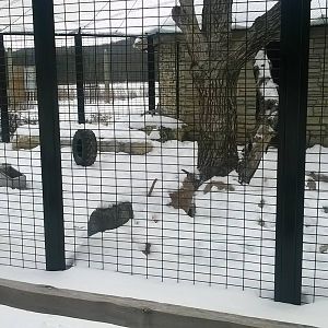 Canadian Lynx Exhibit