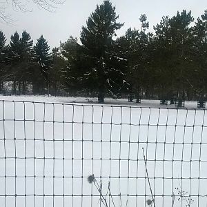 White-tailed Deer Exhibit