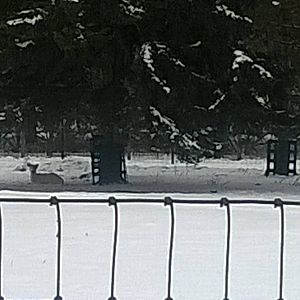 White-tailed Deer Exhibit