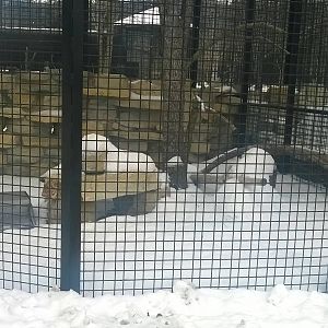 Empty Stripped Skunk Exhibit