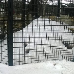 Woodchuck Exhibit