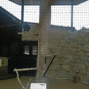 Golden Eagle Exhibit