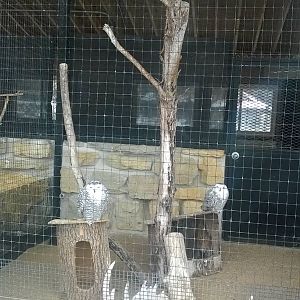 Snowy Owl Exhibit