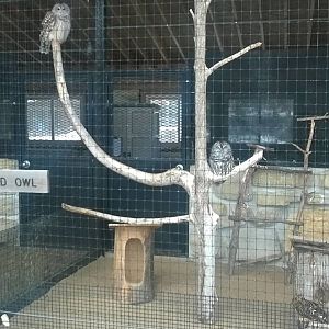 Barred Owl & Short-eared Owl Exhibit