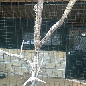 Great Horned Owl Exhibit