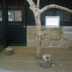Turkey Vulture Exhibit