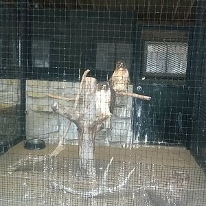 Red-tailed Hawk Exhibit