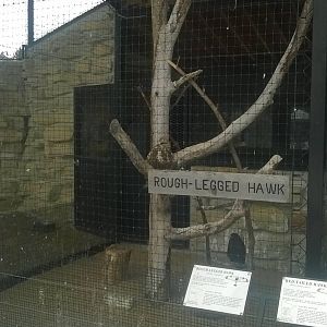 Rough Legged Hawk Exhibit