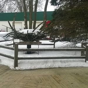 Bald Eagle Nest Replica
