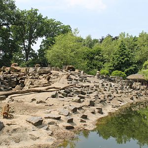 Africa - Hamadryas baboon island