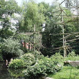Africa - Mantled colobus island