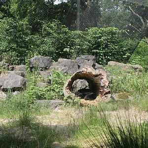 Africa - Panther enclosure 1