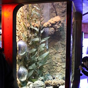 Aquarium Cardinalfish and Sea urchin