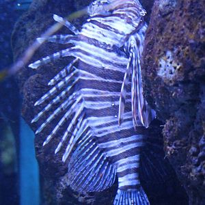 Lionfish  Pterois volitans