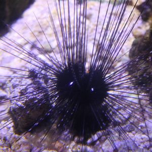 Long-spinned sea urchin