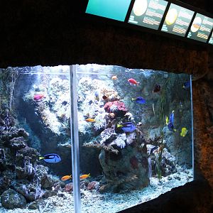 Coralfish aquarium
