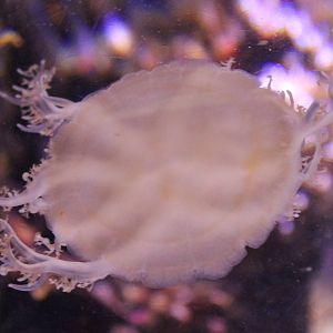 Up-side-down jellyfish