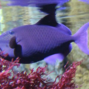 Redtooth triggerfish