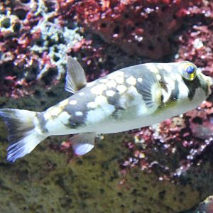 Milk-spotted puffer