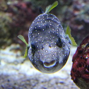 White-spotted puffer