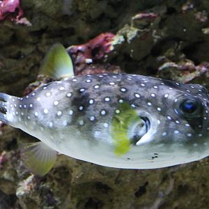 White-spotted puffer