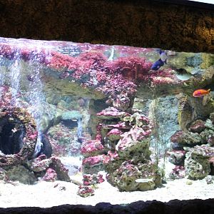 Coralfish tank