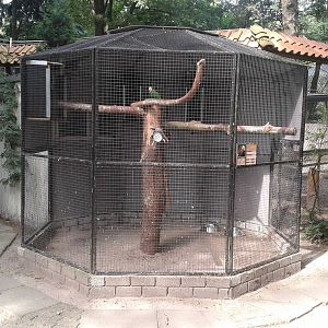 Aviary Cuban amazones