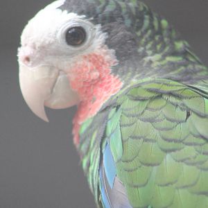 Cuban amazon
