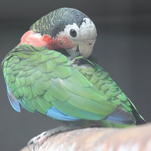 Cuban amazon