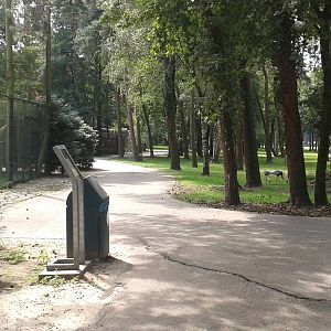 Free-ranging White-necked cranes